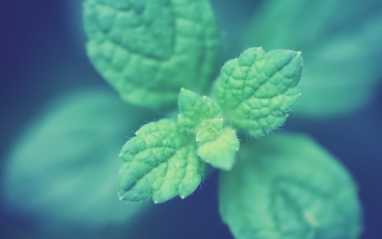 Мята остролистная