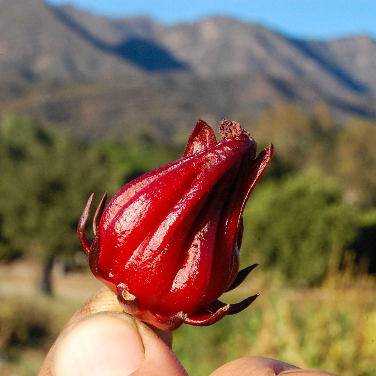 Розелла каркаде