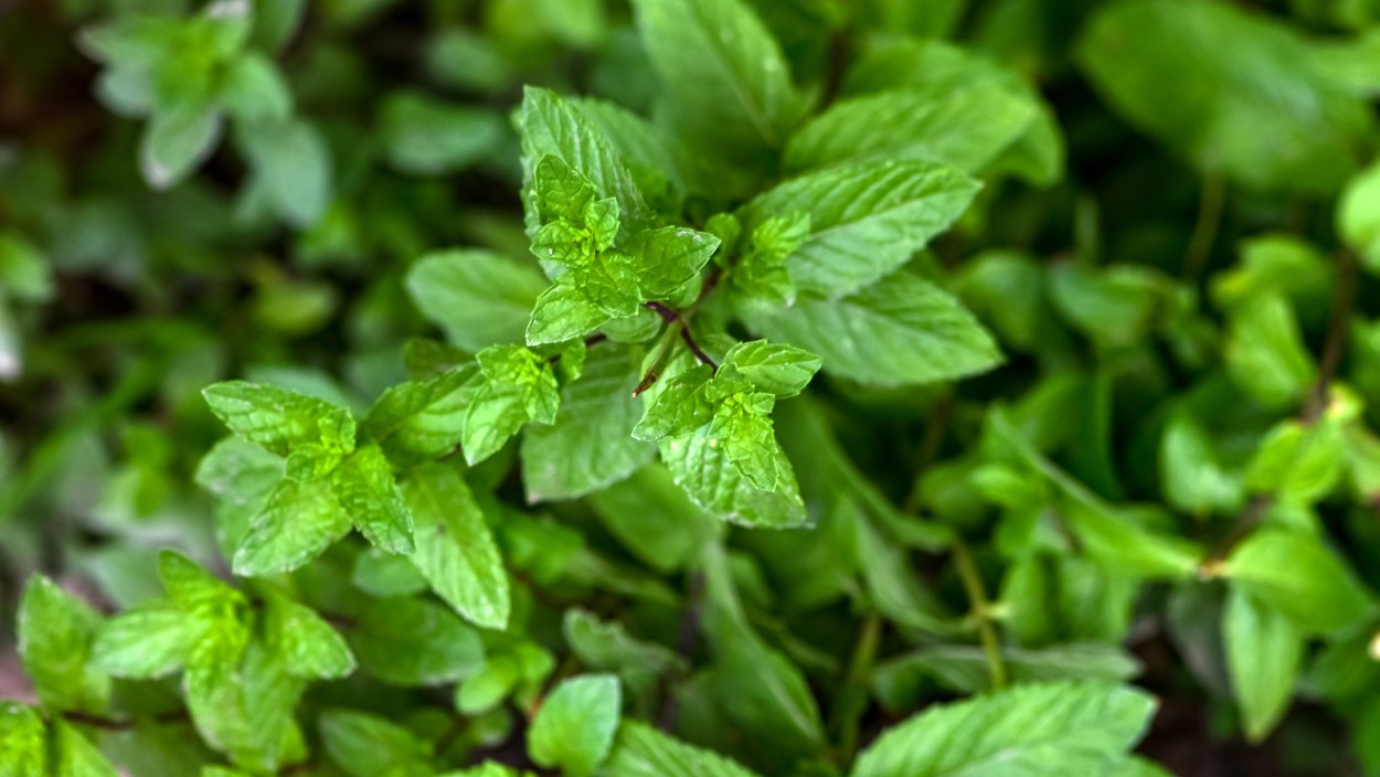 Mint Bush