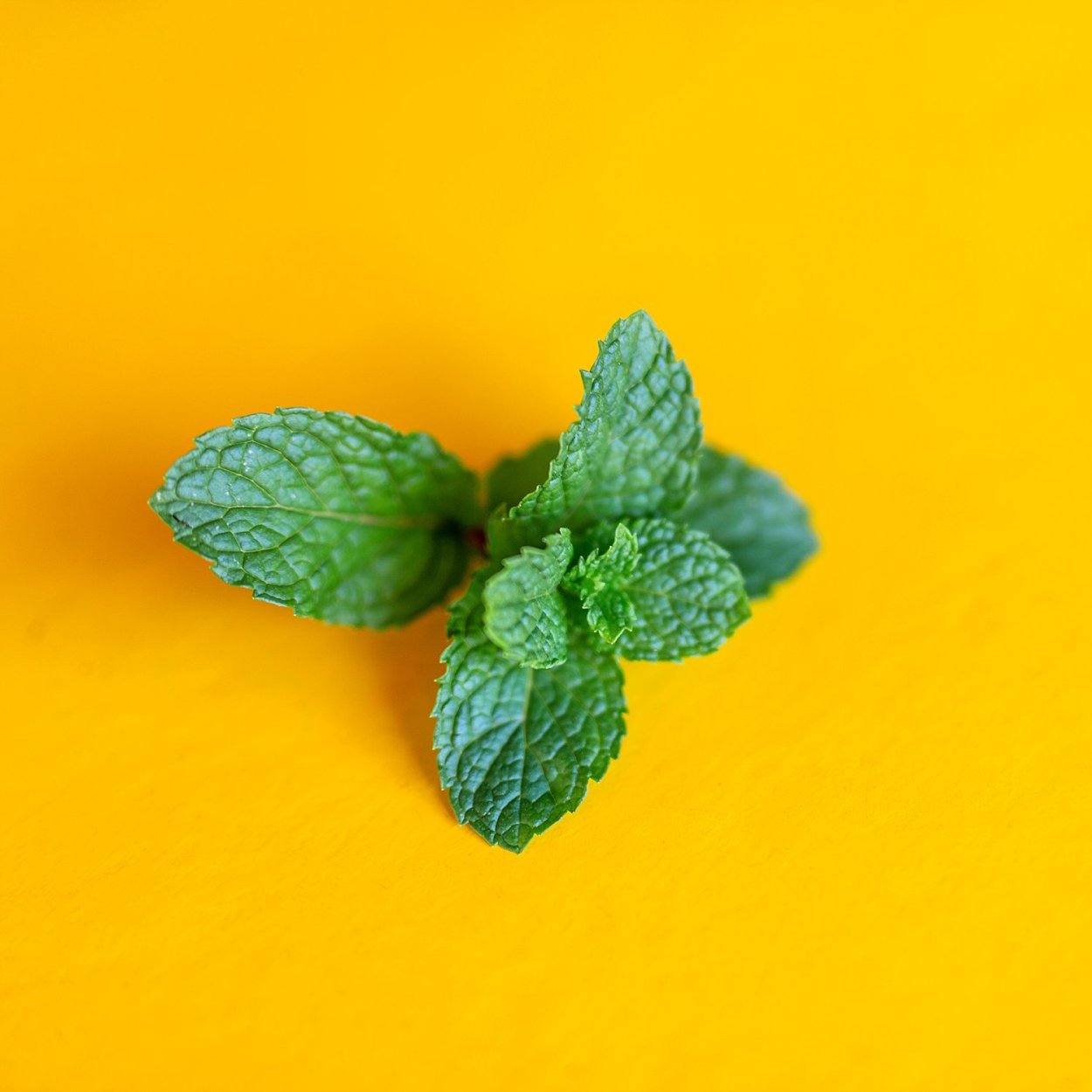 Мята желтая