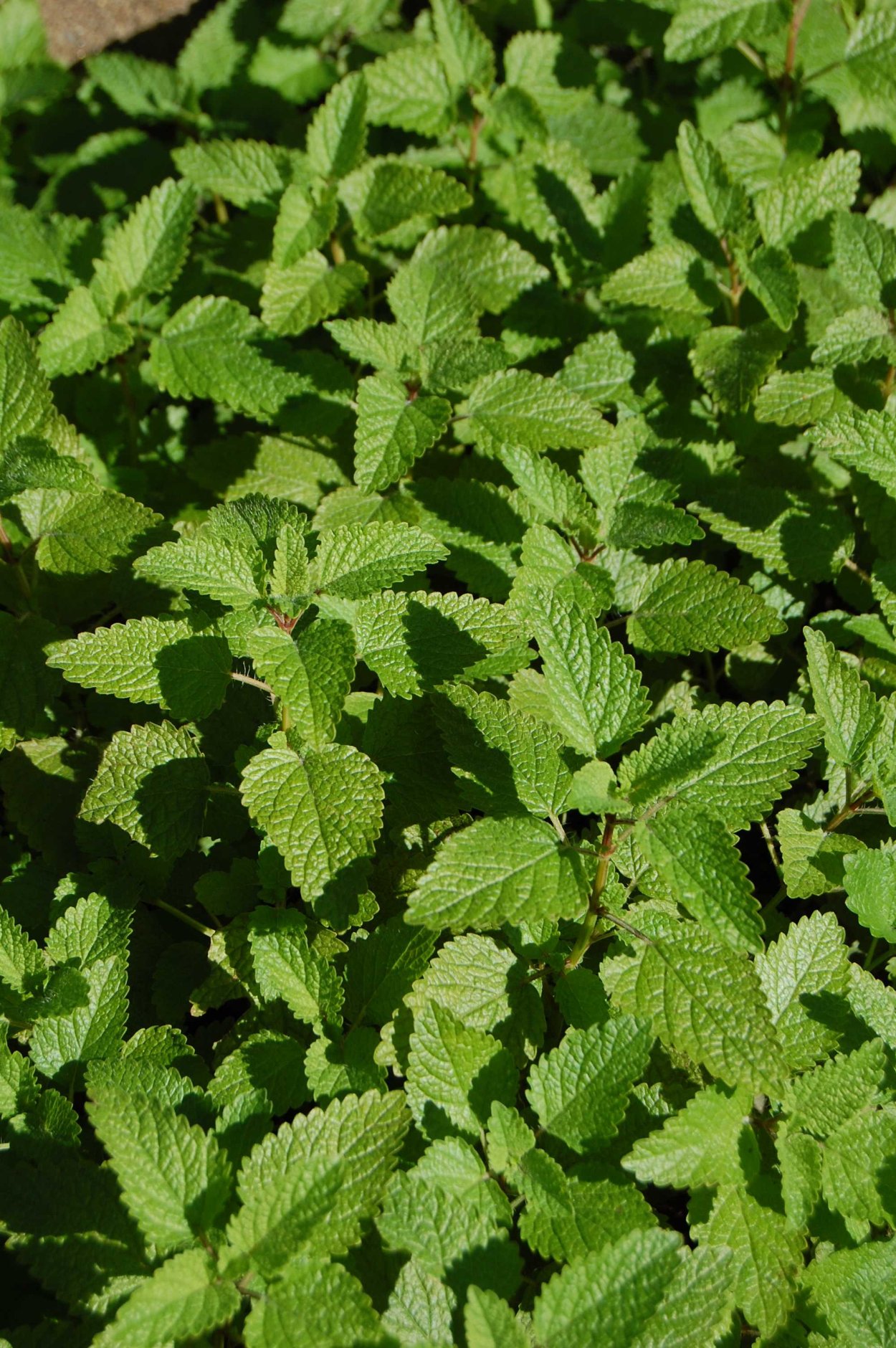 Мадагаскарская мята