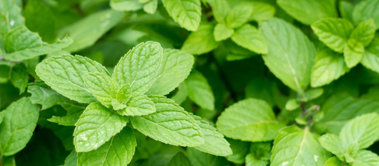Мята перечная Эстетика