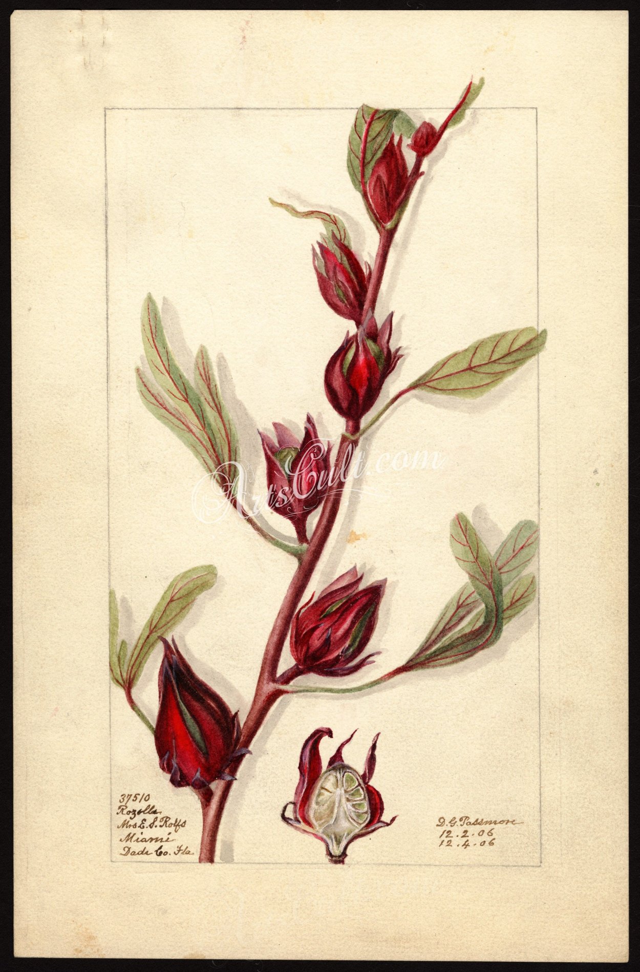 Гибискус сабдариффа гербарий