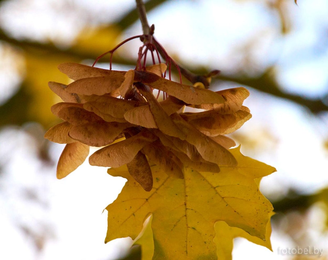 Клен остролистный семена