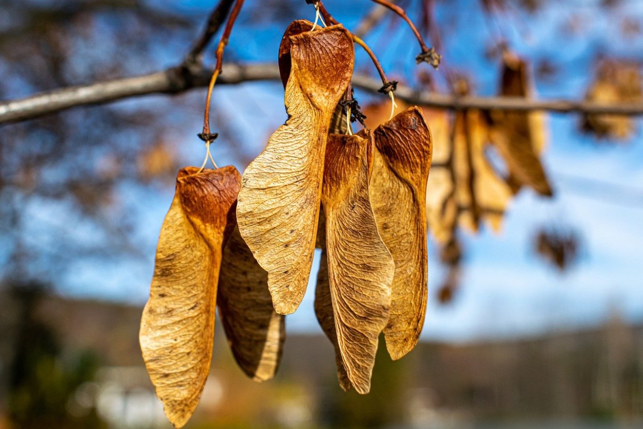 Крылатка клёна