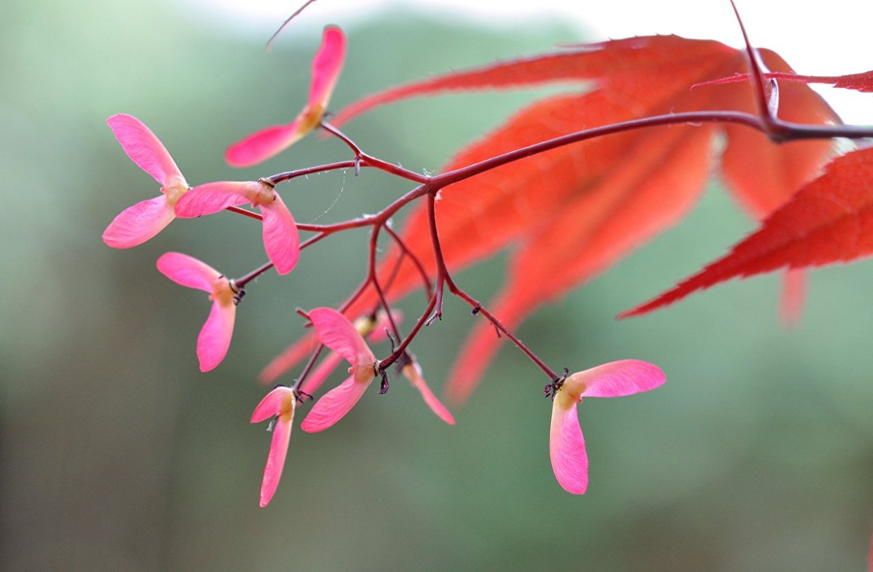 Семена клена Гиннала