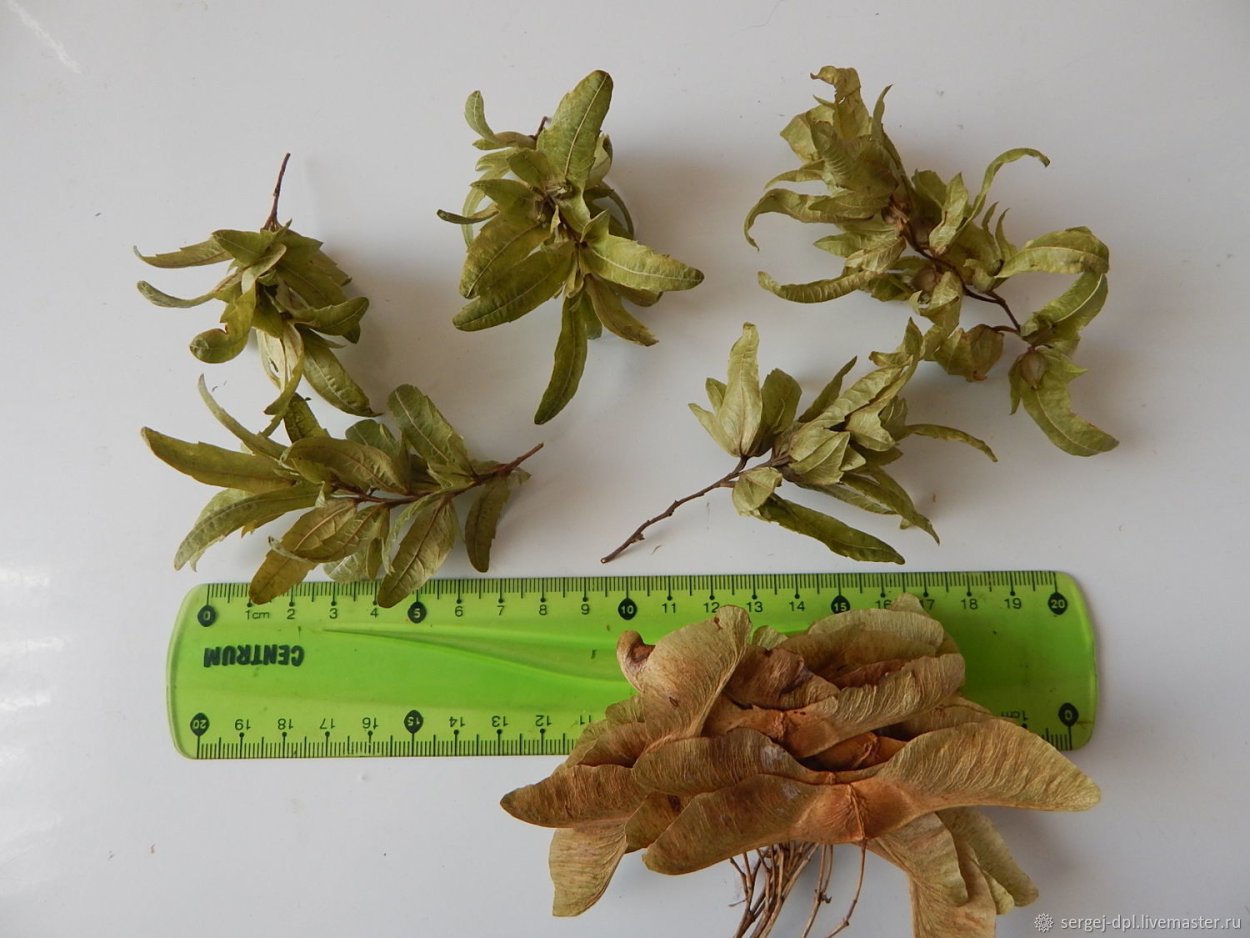 Ясень обыкновенный Крылатки