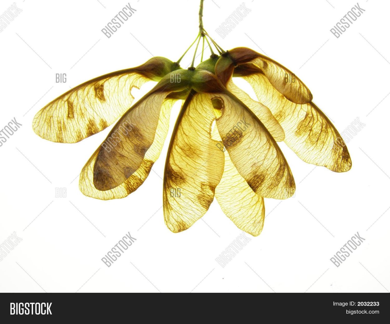 Семена клёна для детей