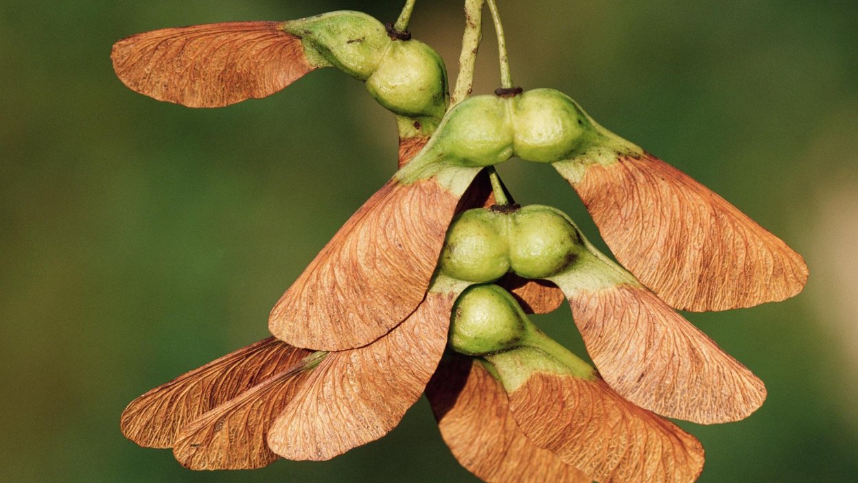 Семена Крылатки клена