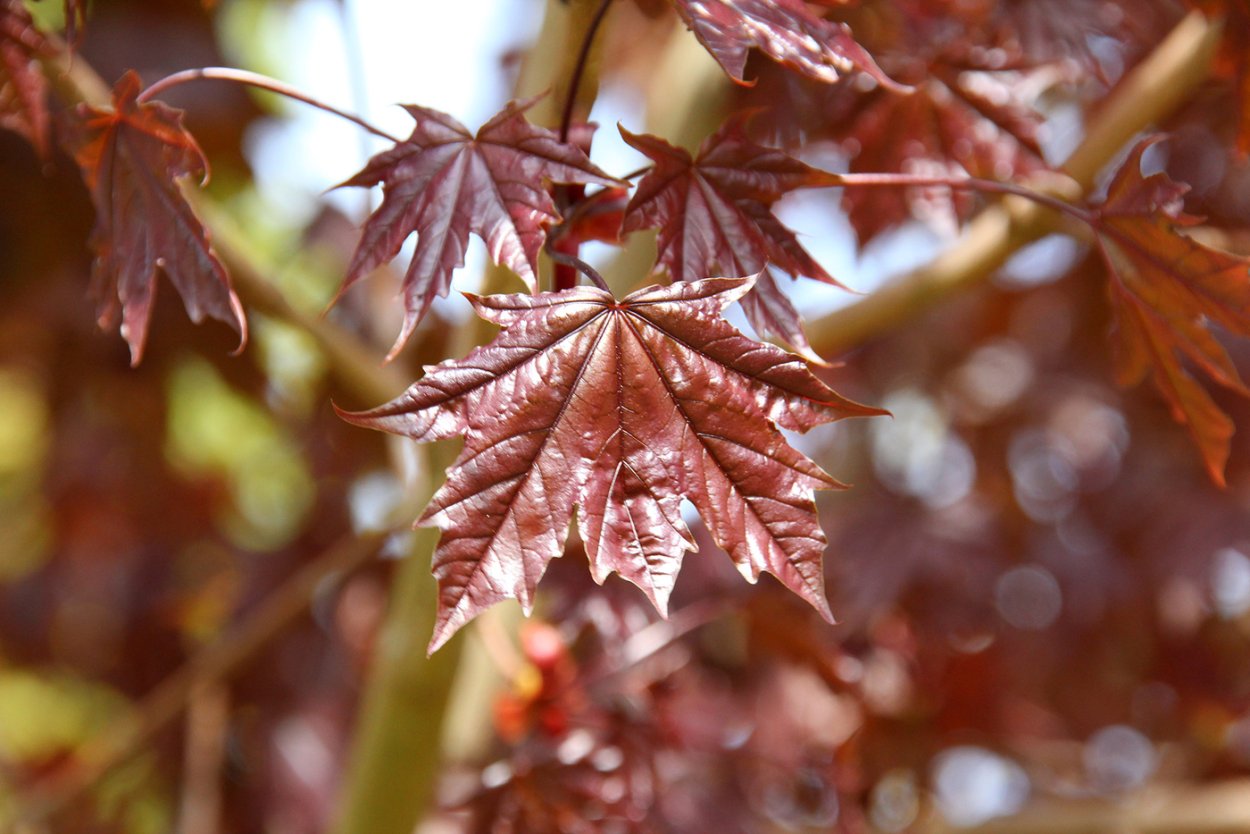 Клен остролистный (Acer platanoides)