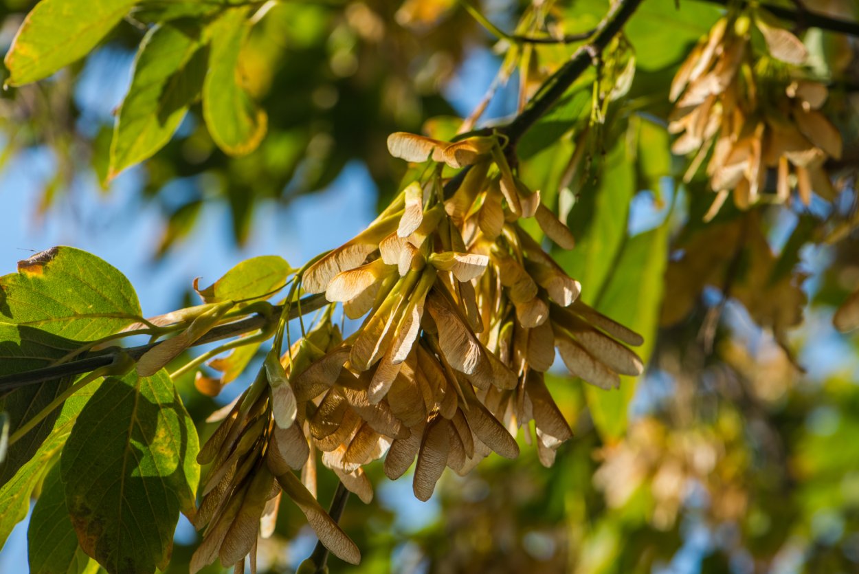 Ясень ясенелистный