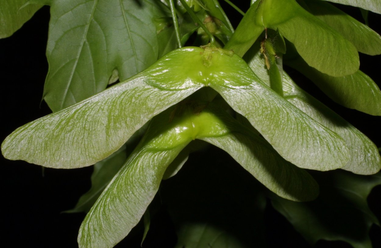 Клен остролистный крылатка