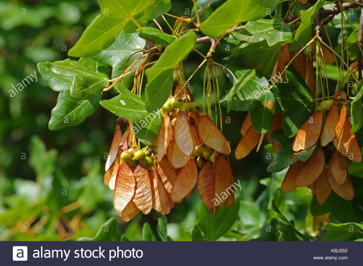 Клен остролистный крылатка