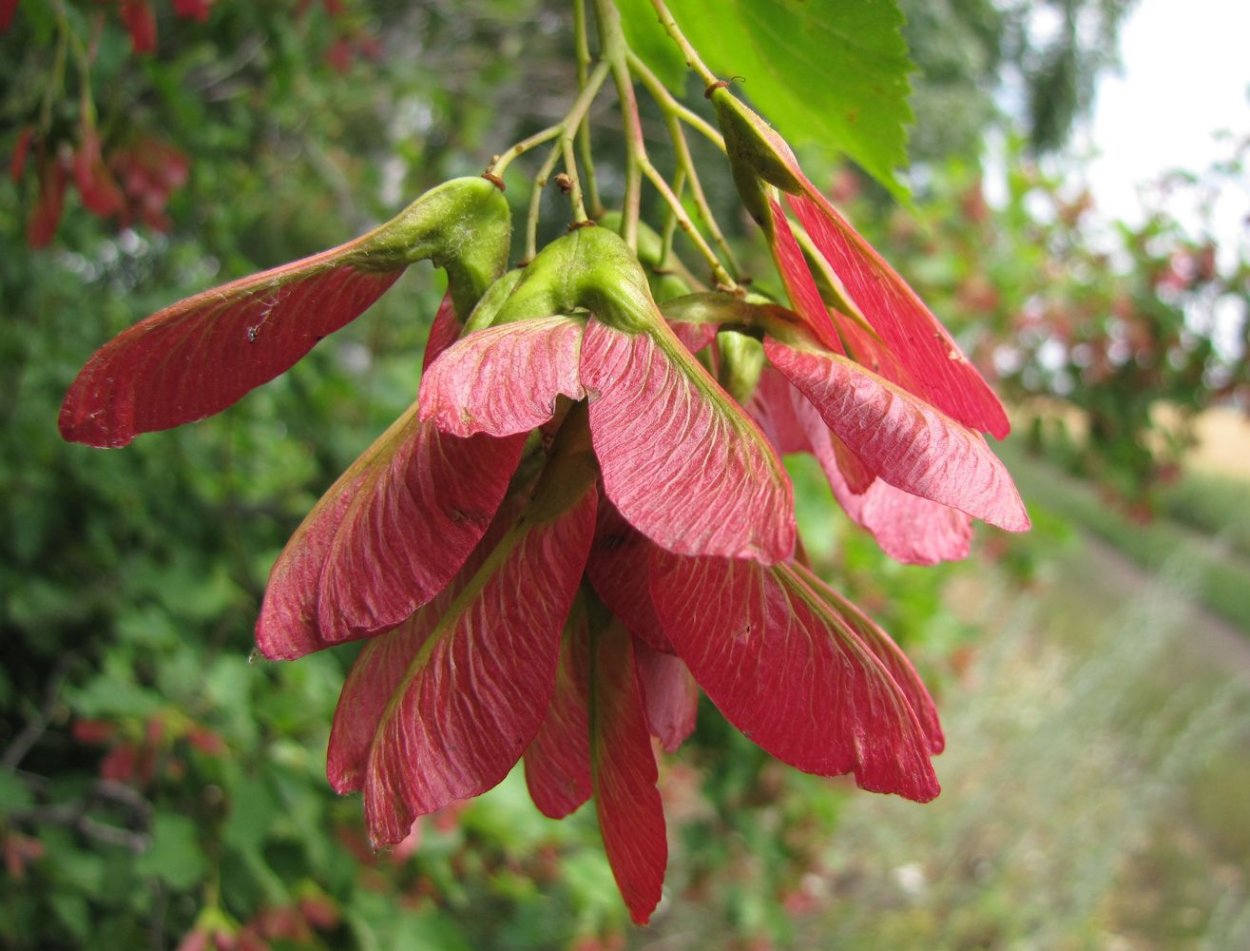 Клен татарский Acer tataricum