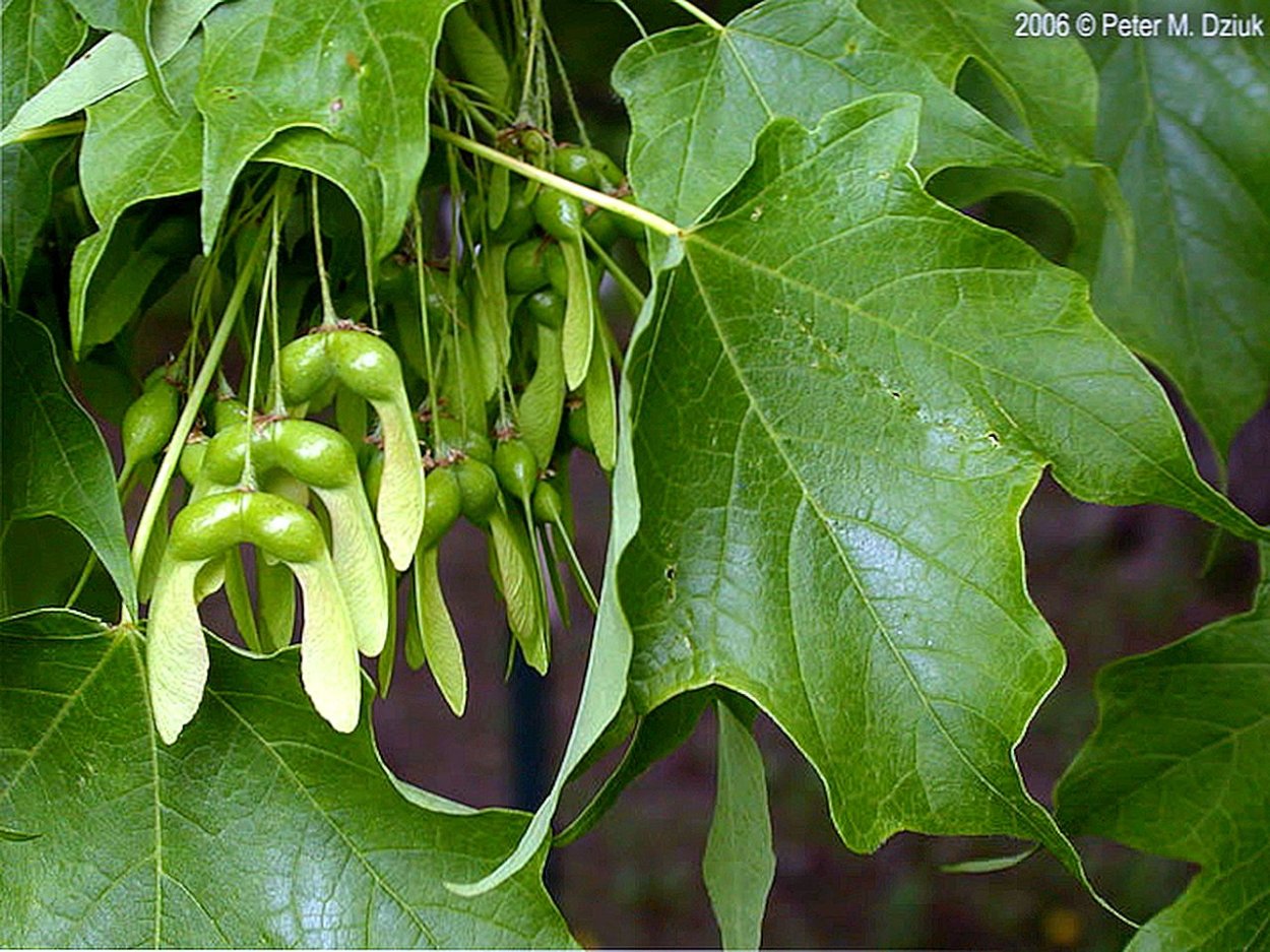 Клен остролистный лист дерево плод