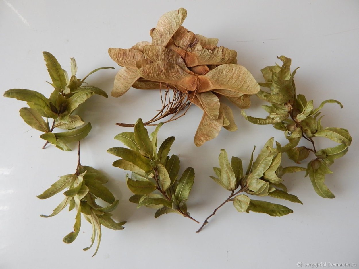 Крылатки из клена