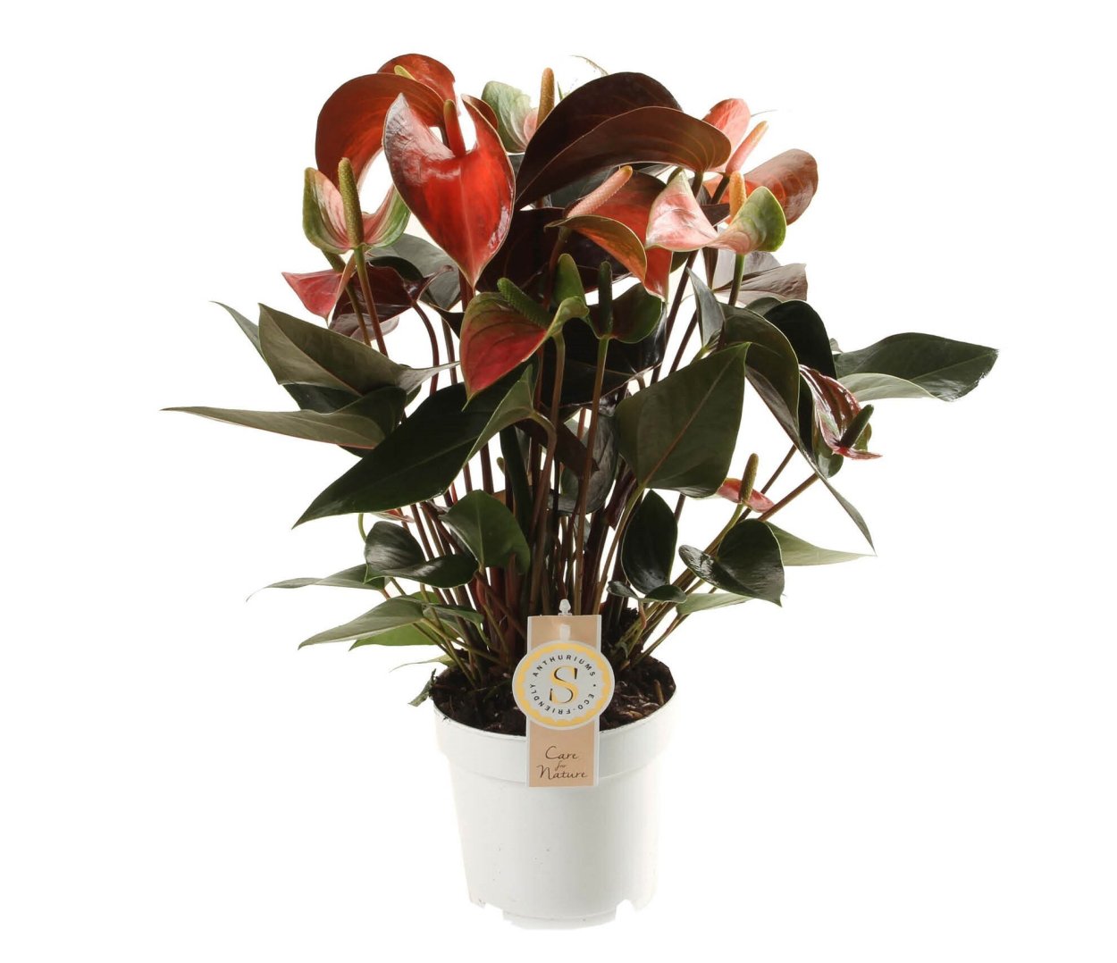 Антуриум Rainbow Champion