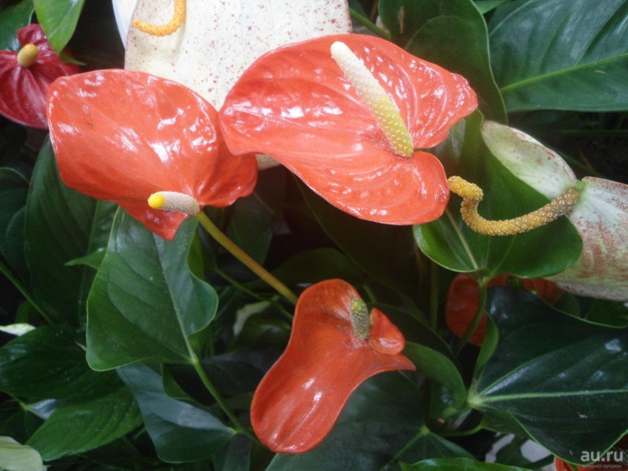 Антуриум Рейнбоу чемпион