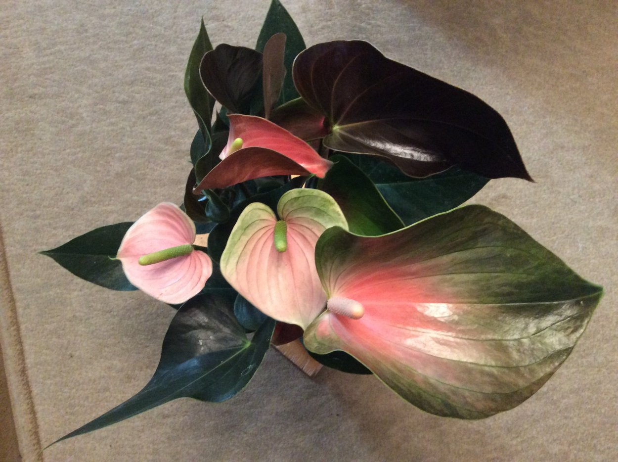 Райнбоучемпион Антуриум