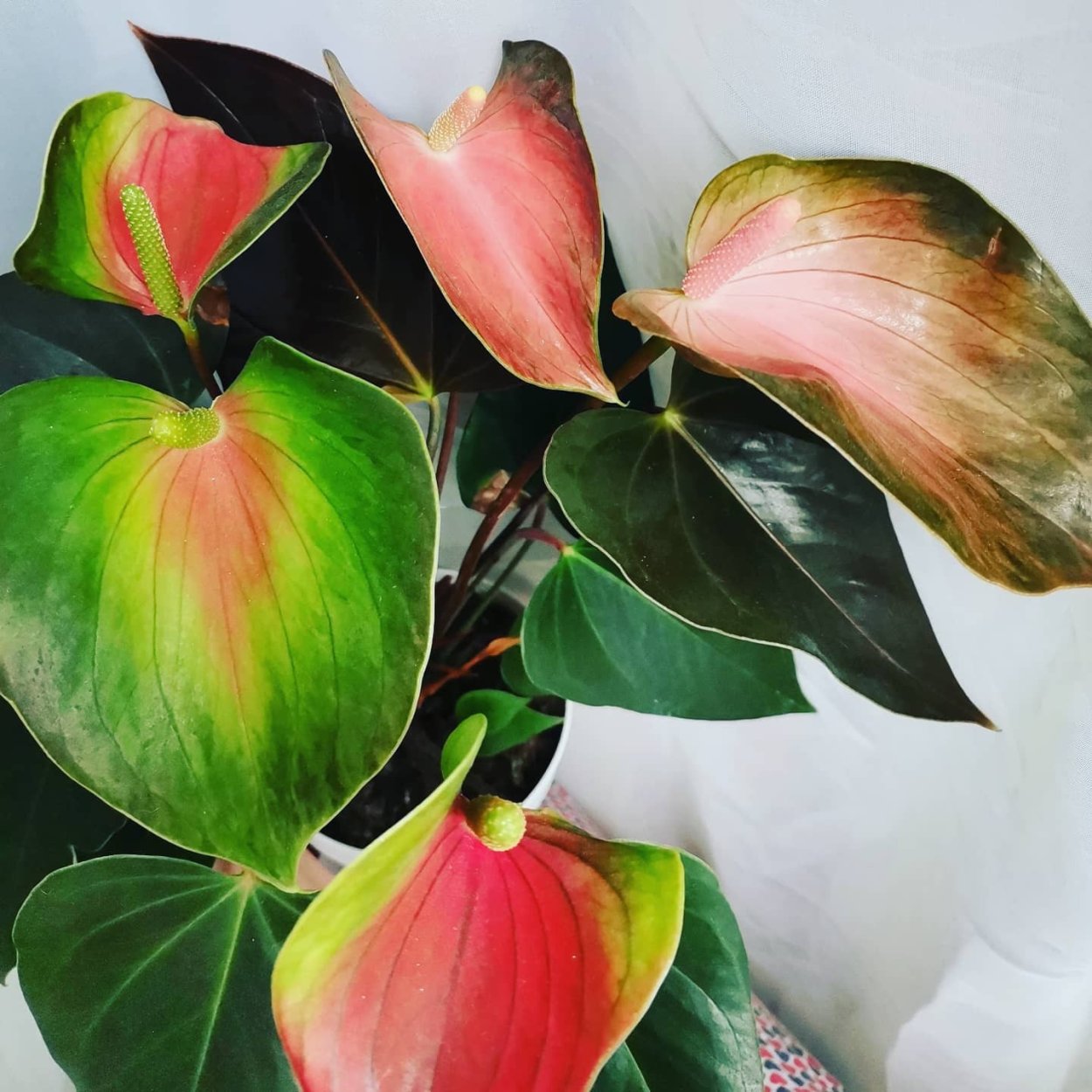 Рейнбоу Антуриум фото