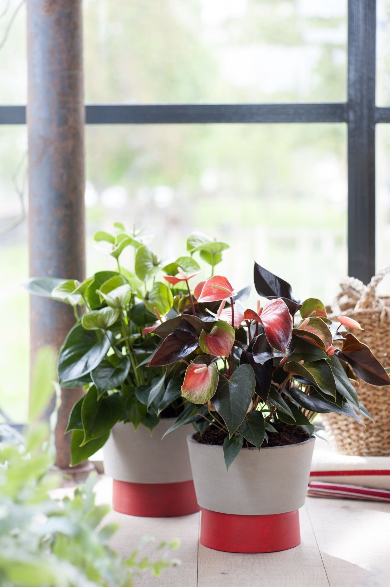 Квартирные цветы