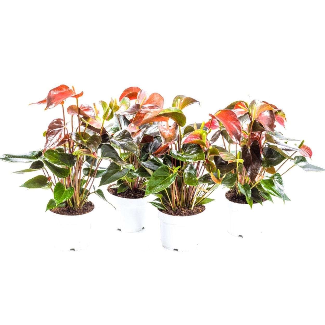 Антуриум Rainbow Champion