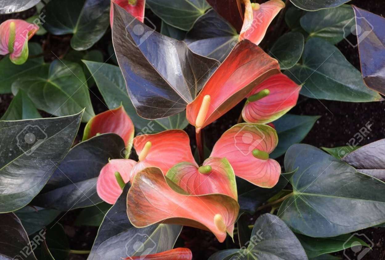 Антуриум Радужный чемпион