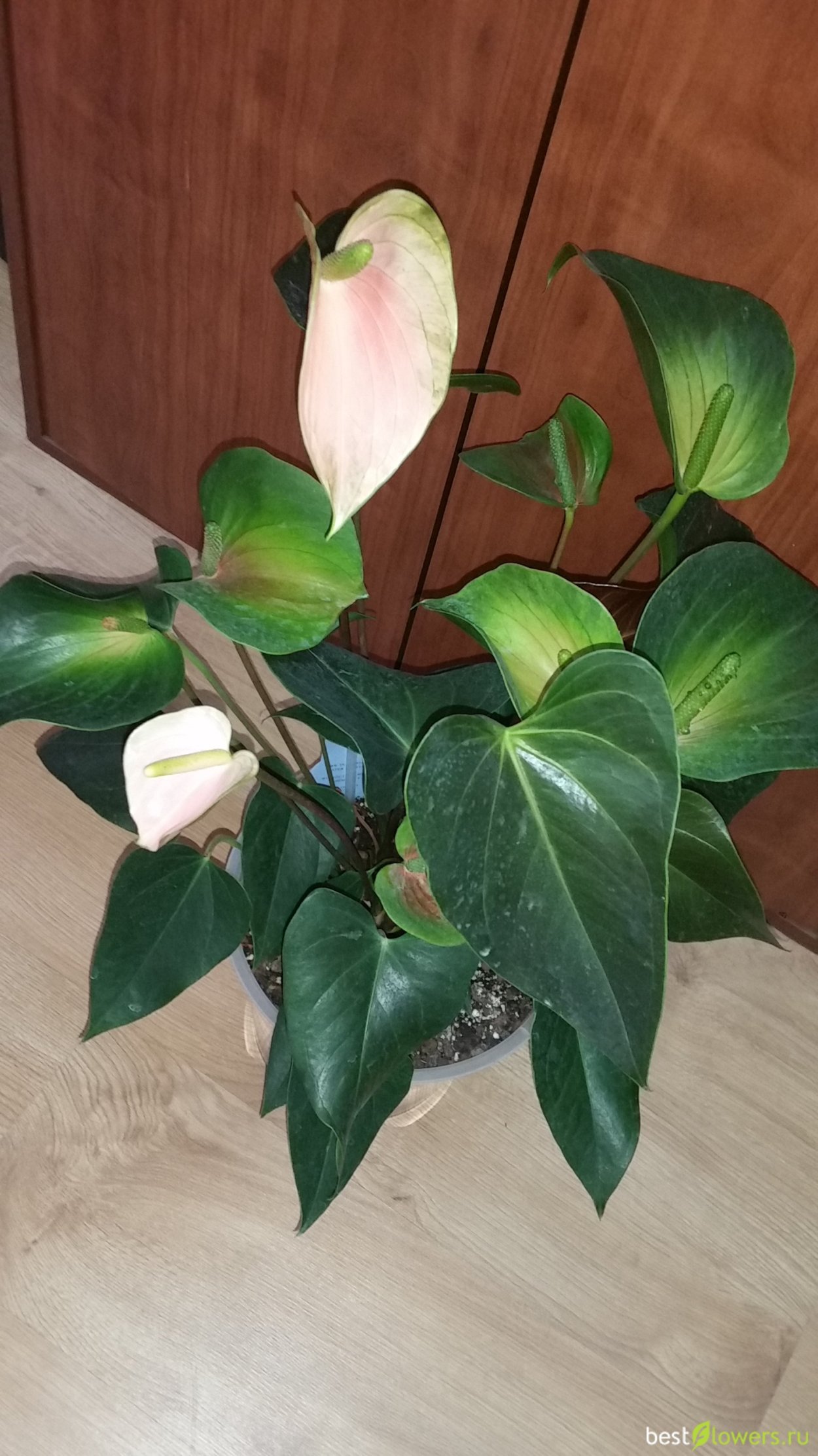 Антуриум Рейнбоу чемпион