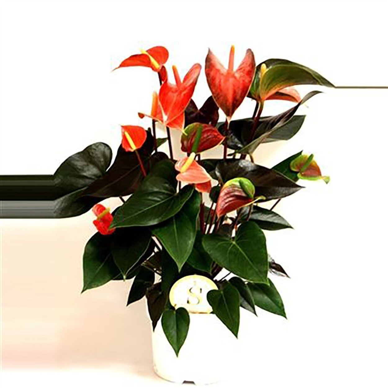 Антуриум Rainbow Champion