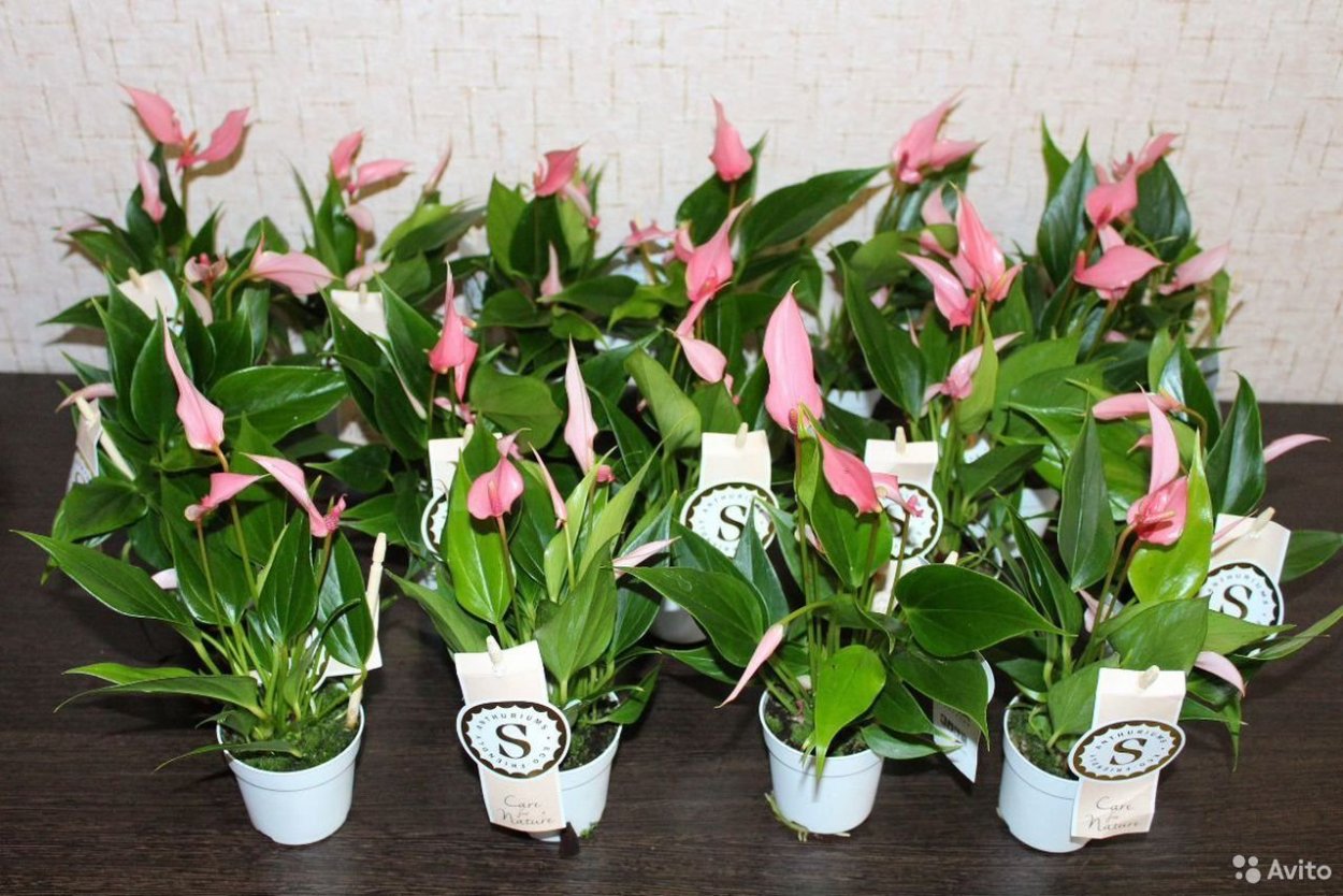 Антуриум Рейнбоу