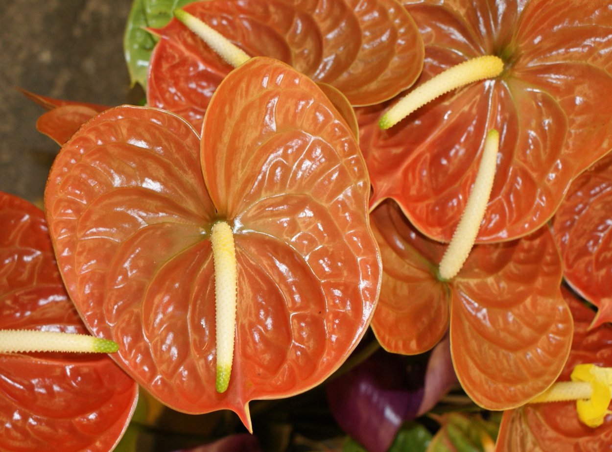 Антуриум Андре оранжевый