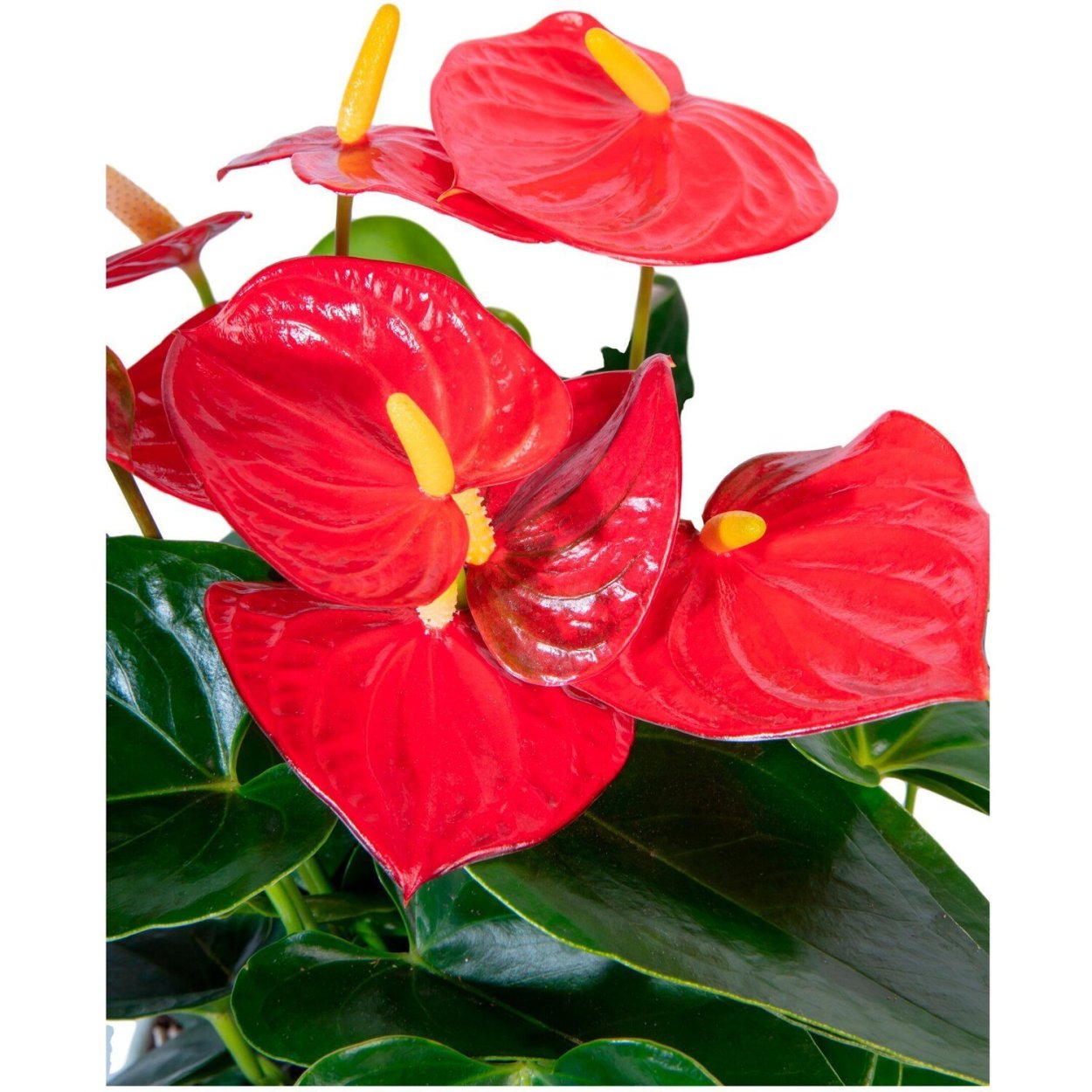 Антуриум Андрианум чемпион красный