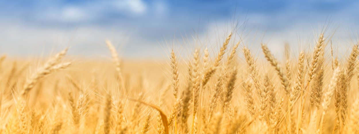 Поле пшеницы панорама