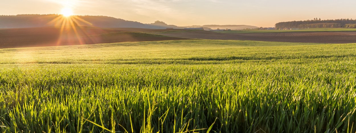 Поле пшеницы панорама