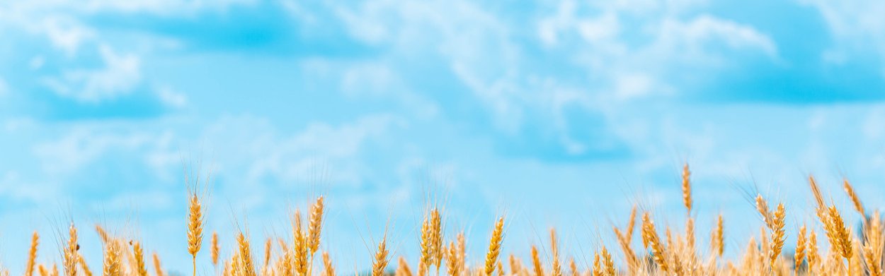 Поле баннер