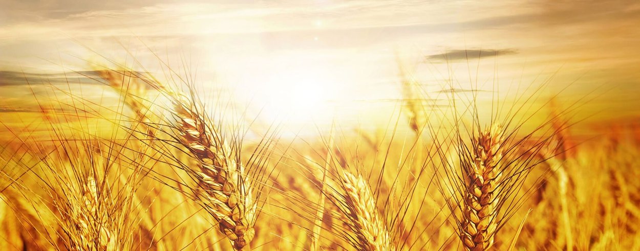 Фон колосья