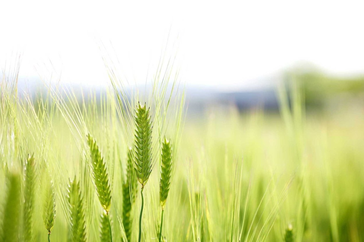 Зеленое поле пшеницы