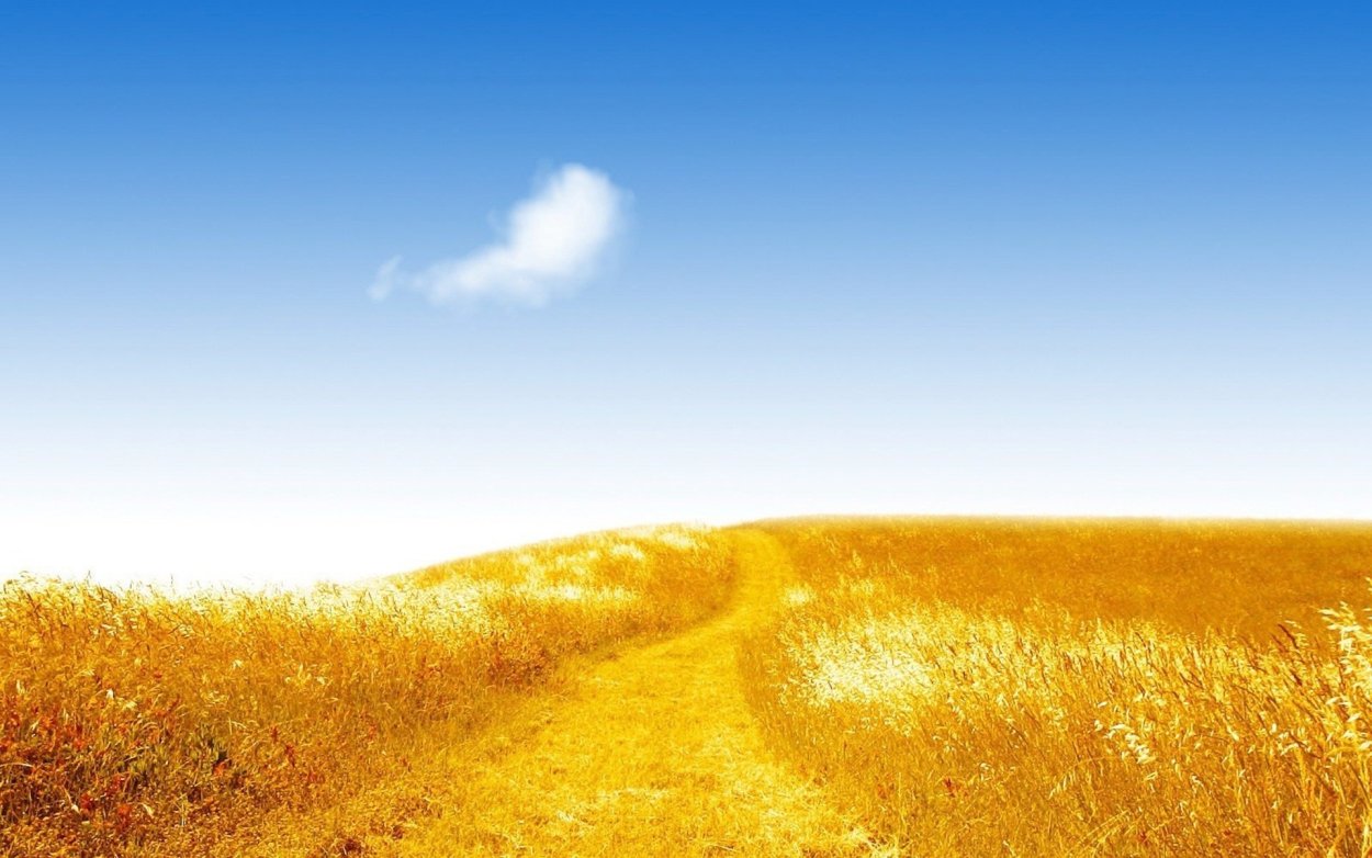 Поле пшеницы и голубое небо