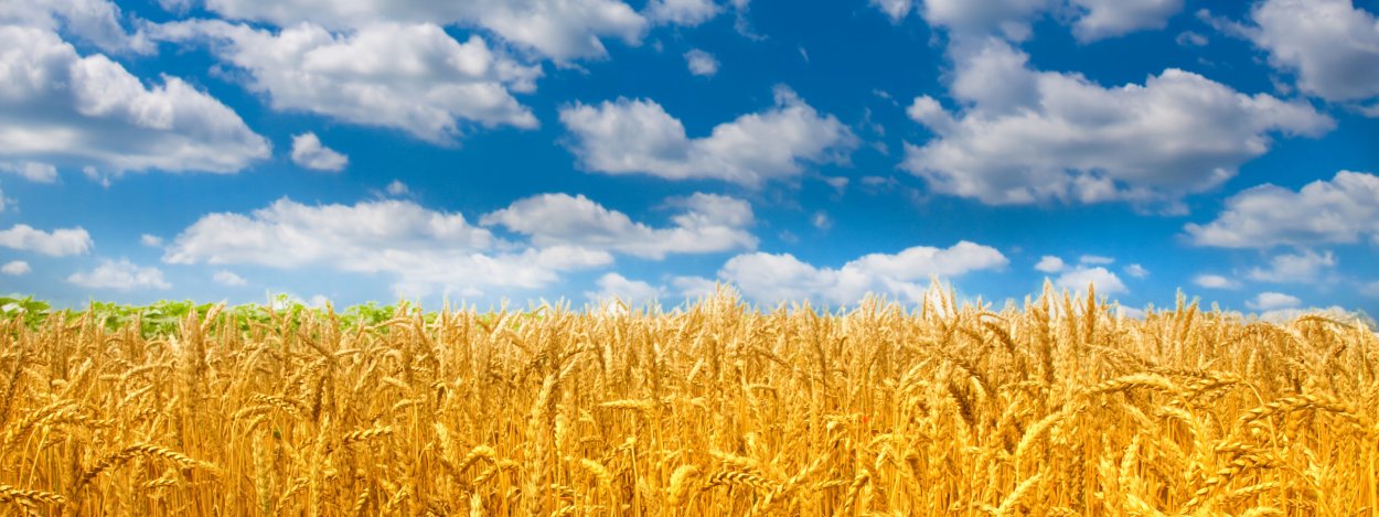 Фон пшеница поле панорама