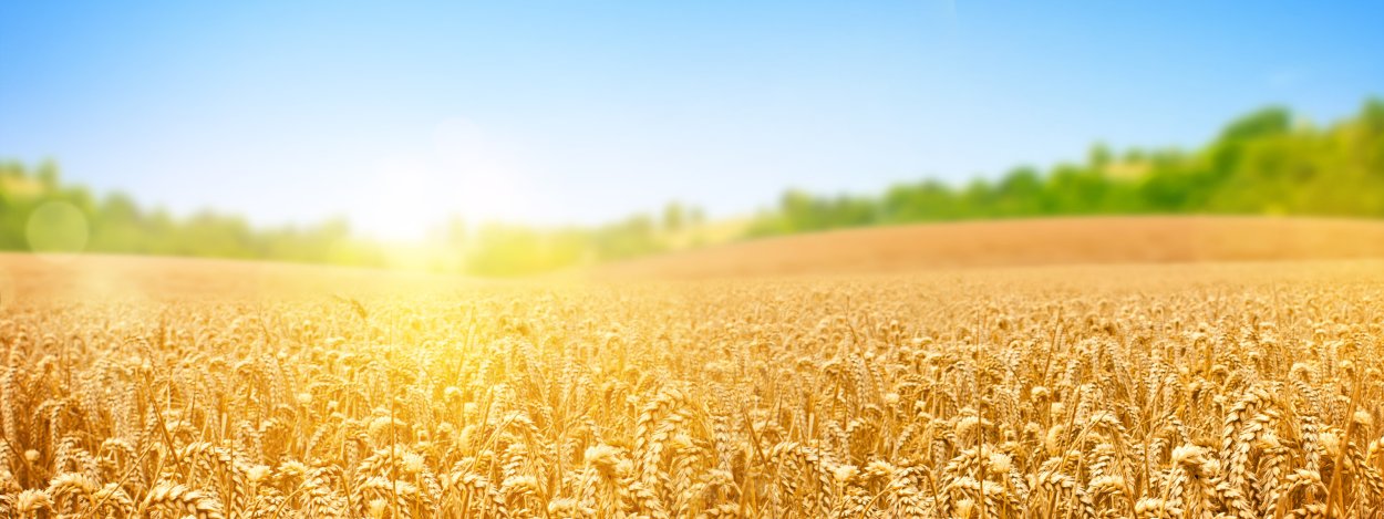 Пшеничное поле