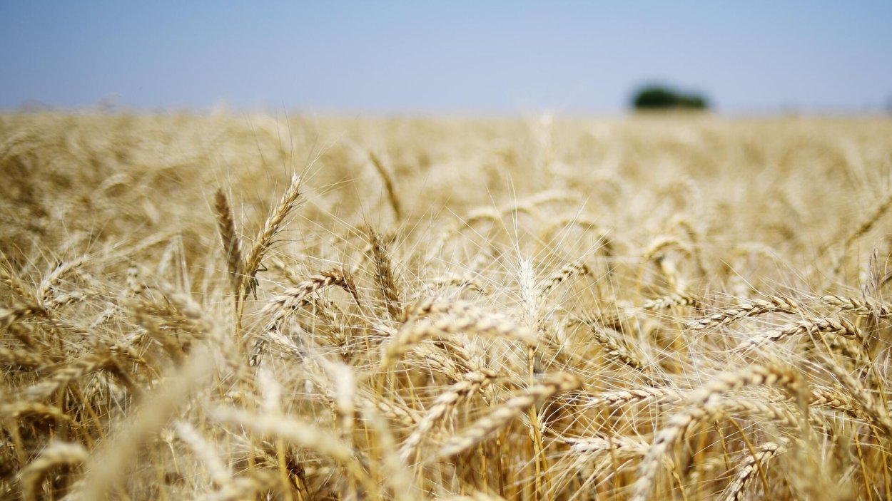 Засуха в поле