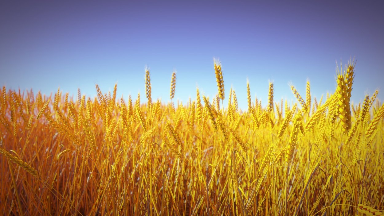 Пшеничное поле