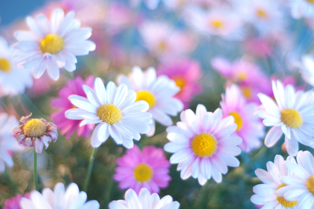 Лето ромашки