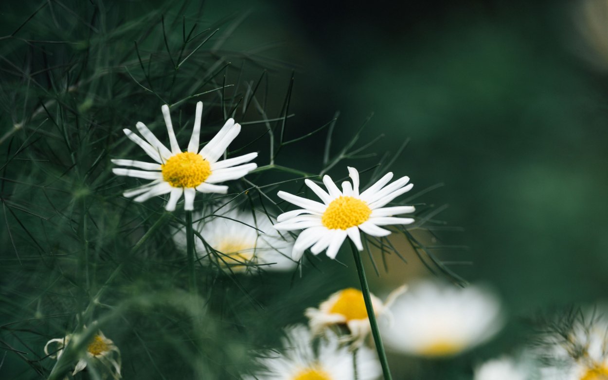 Ромашки в росе