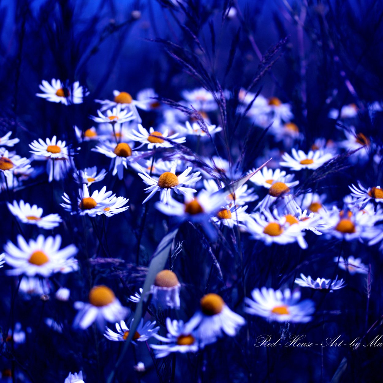 Ночные ромашки красивые цветы