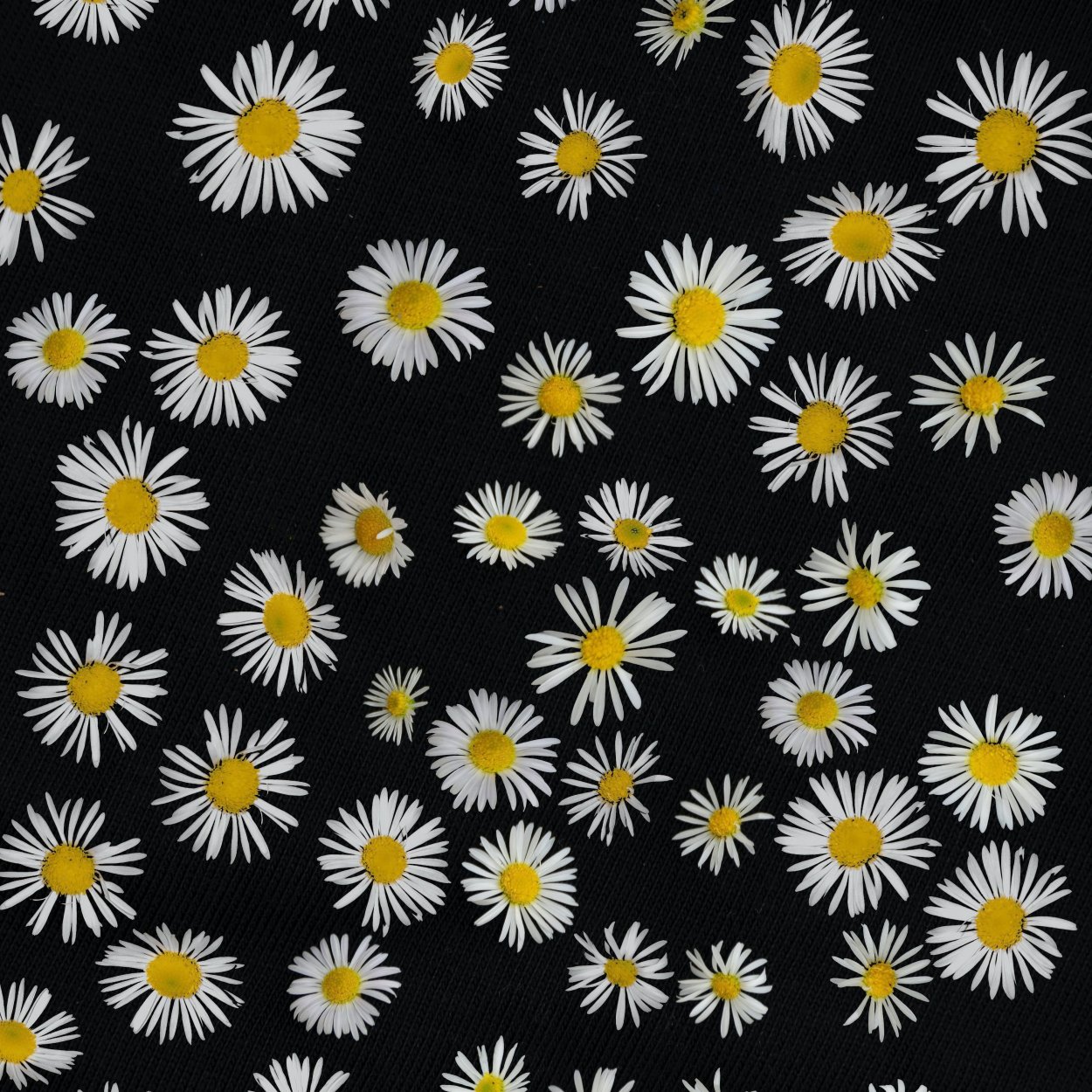 Фон ромашки