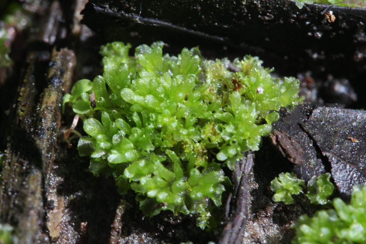 Печеночный мох маршанция