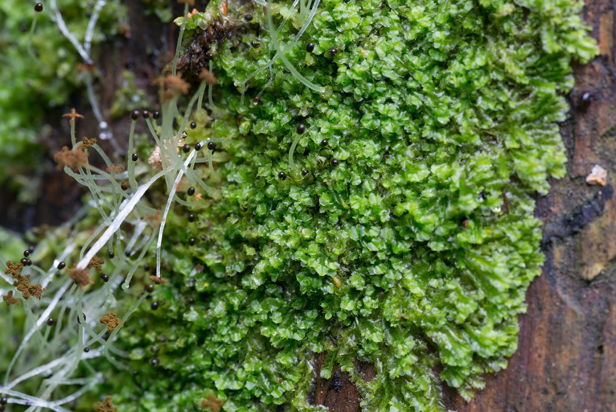 Моховидные печеночники