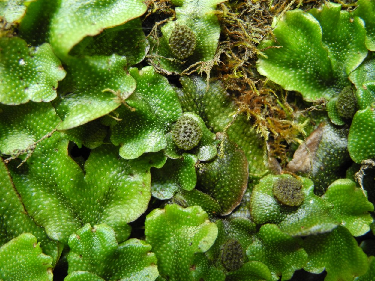 Микориза маршанция