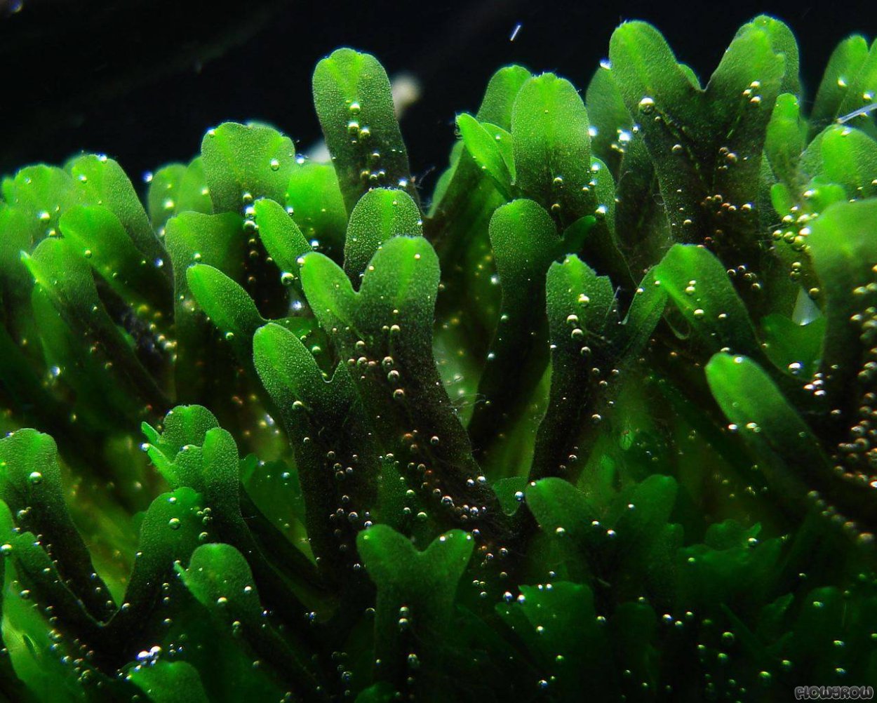 Пеллия печеночный мох